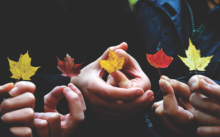 листики дерева листики дерева