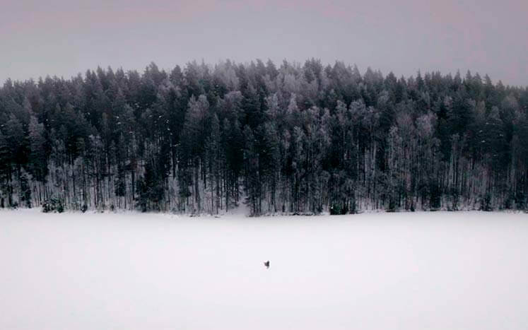 зимний лес