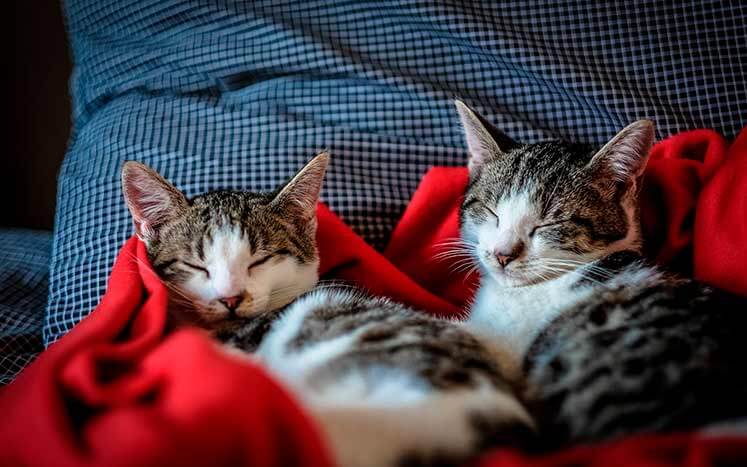 коты спят коты спят