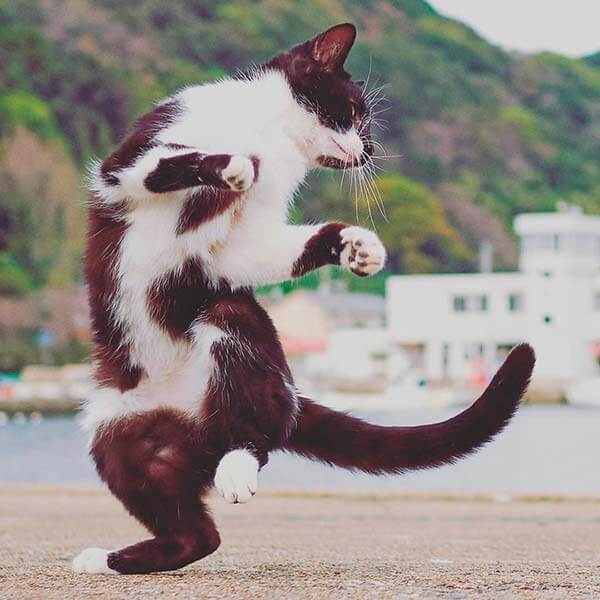 кот ниндзя кот ниндзя