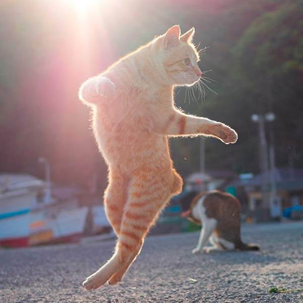 кот ниндзя кот ниндзя