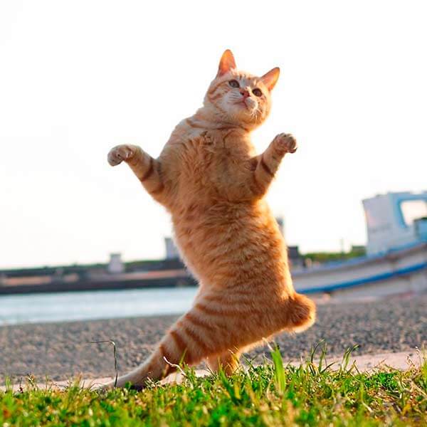 кот ниндзя кот ниндзя