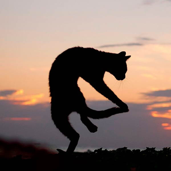 кот ниндзя кот ниндзя