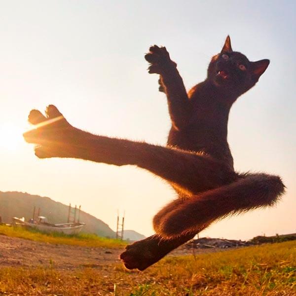 кот ниндзя кот ниндзя