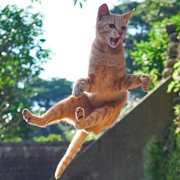 кот ниндзя кот ниндзя