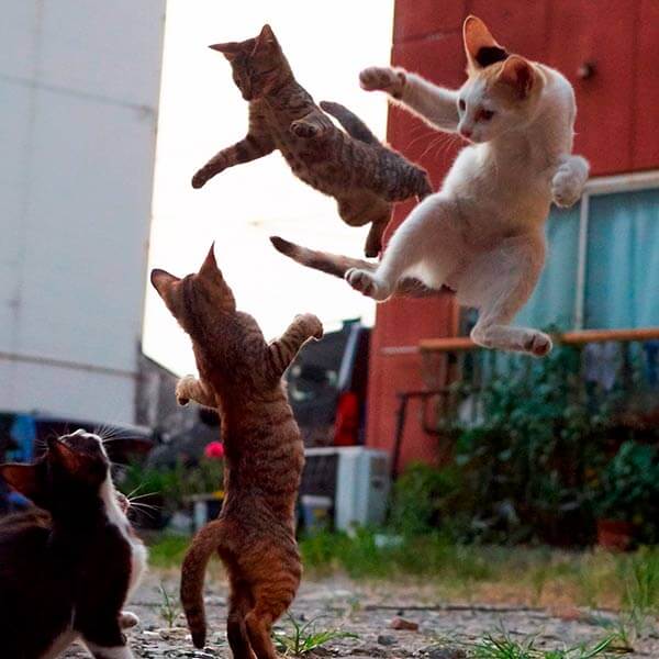 кот ниндзя кот ниндзя