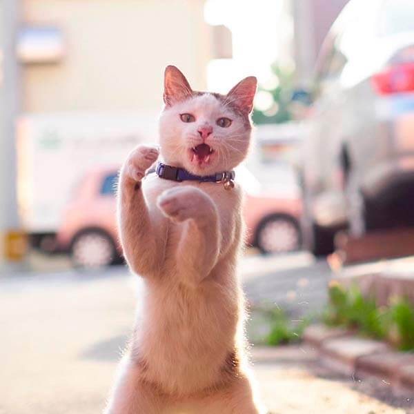 кот ниндзя кот ниндзя