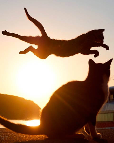 кот ниндзя кот ниндзя
