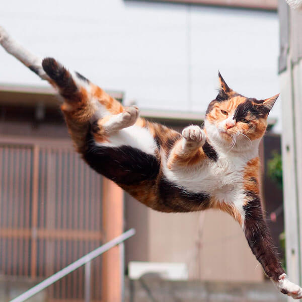 кот ниндзя кот ниндзя