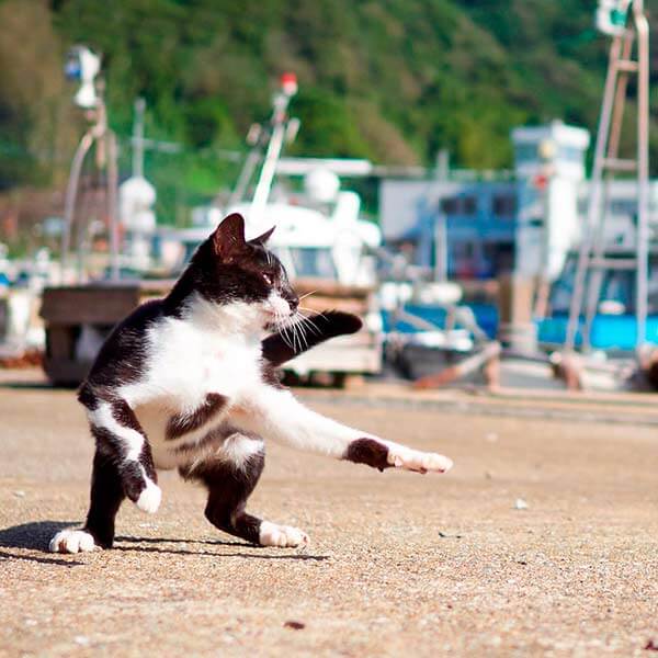 кот ниндзя кот ниндзя