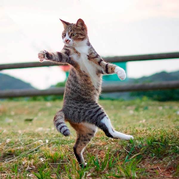кот ниндзя кот ниндзя
