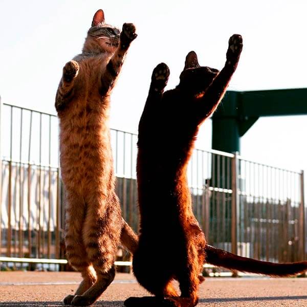 кот ниндзя кот ниндзя