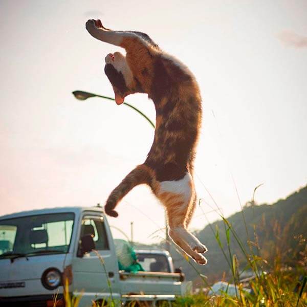 кот ниндзя кот ниндзя