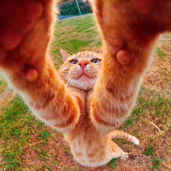 кот ниндзя кот ниндзя
